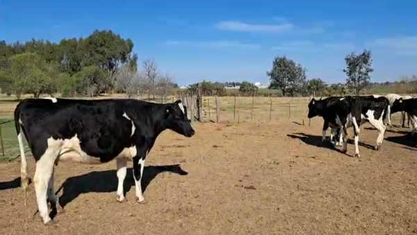 Lote Agrop. Don Roque