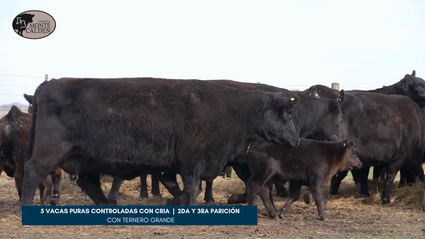 Lote CABAÑA MONTE CALDEN - 5 VACAS PURAS CONTROLADAS - 2da y 3ra paricion - con ternero grande