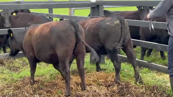 Lote 2 Vaquilla Encaste