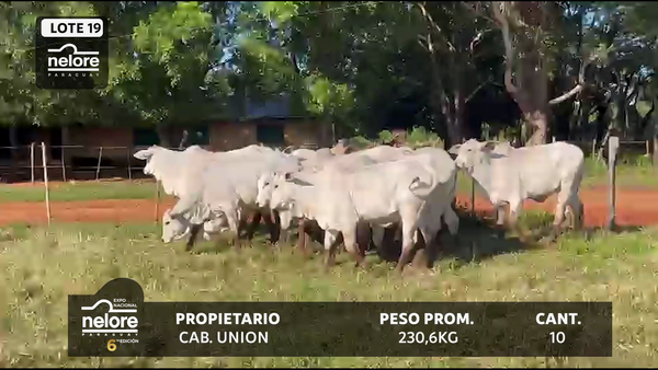 Lote LOTE 19
