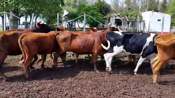 Lote 39 Vientres Preñados en Rivera