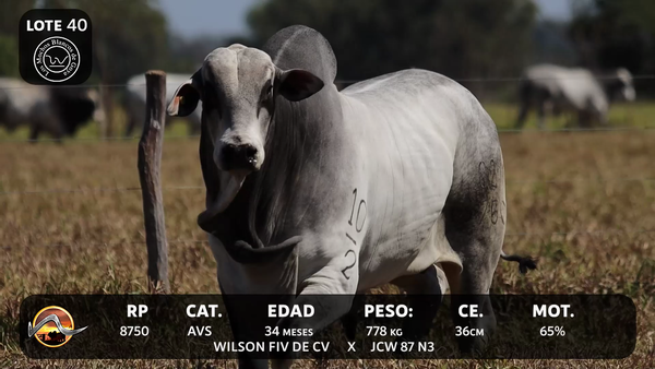 Lote LOTE 40