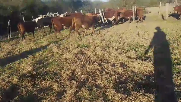Lote 10 Terneras en Corrientes, Curuzú-Cuatiá