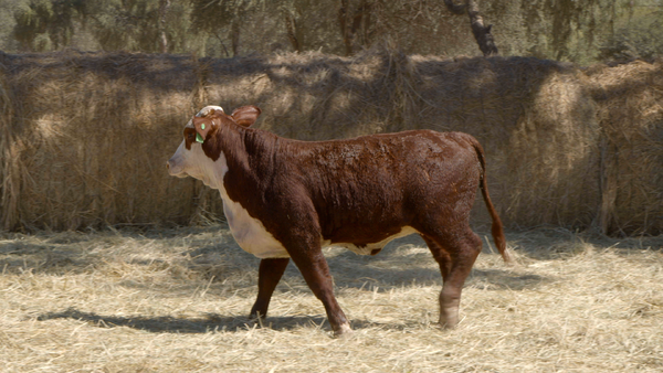Lote HEMBRAS Remate Nucleo Genbra