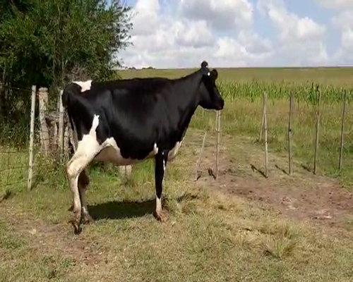 Lote Vaca HOLANDO 500kg - , San José