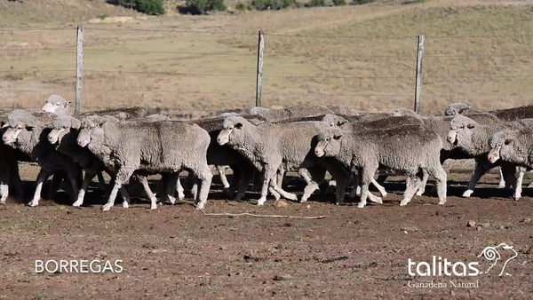 Lote Lote de Borregas 2 dientes - Las Talitas