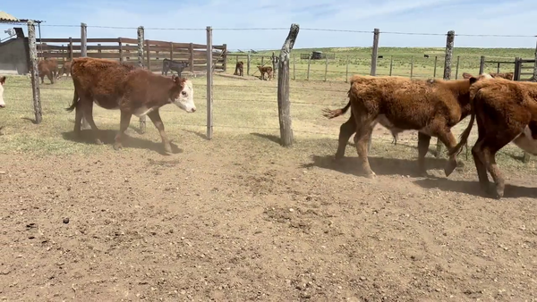 Lote TERNEROS Y TERNERAS