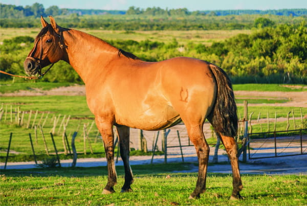 Lote CONSTANCIA DEL CURICO 1023