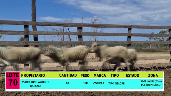 Lote LOTE 70 - 80 TERNERAS CBO 2