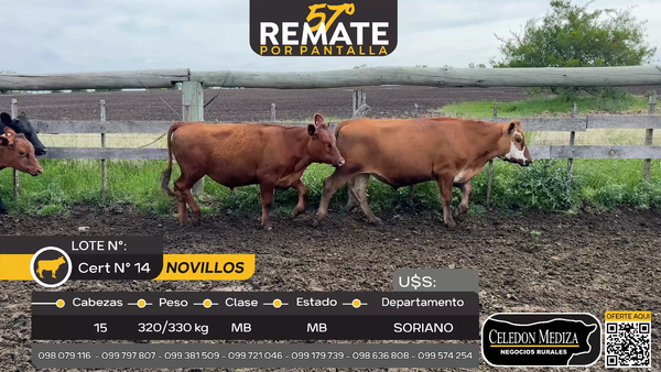 Lote 15 Novillos en Otra Localidad, Soriano