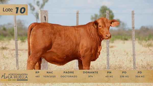 Lote LOTE 10