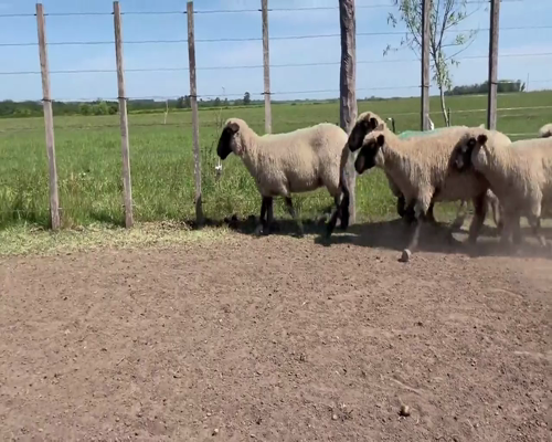 Lote 42 Ovejas en Soriano, Dolores