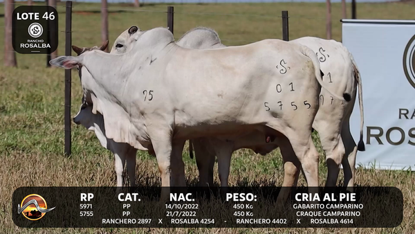 Lote LOTE 46
