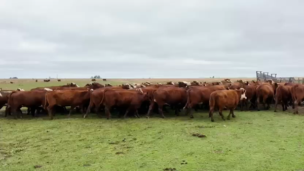 Lote 100 Vacas nuevas C/ gtia de preñez