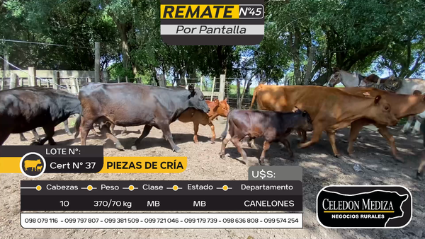 Lote 10 Piezas de cría en Otra Localidad, Canelones