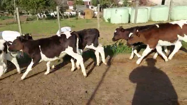 Lote 55 Terneros HOLANDO, San José