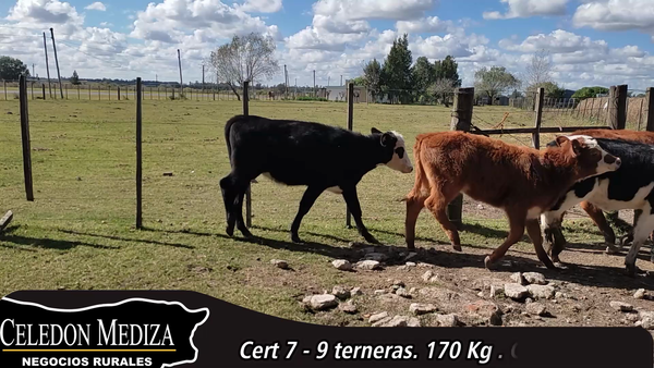 Lote 9 Terneras en Santa Rosa, Canelones
