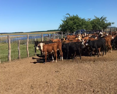 Lote 90 Terneras en Esquina, Corrientes