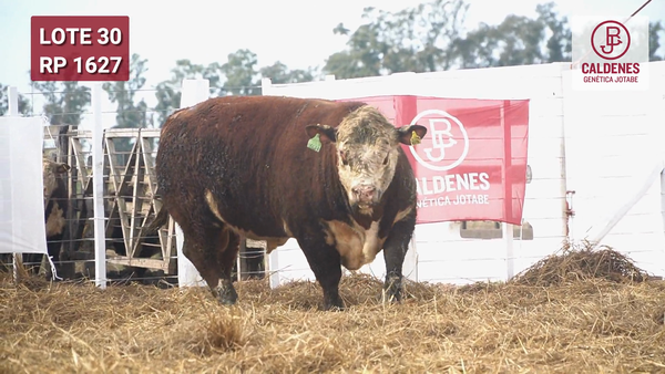Lote Toro PR