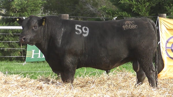 Lote TOROS ANGUS PUROS CONTROLADOS