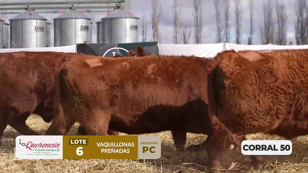 Lote VAQUILLONAS PC PREÑADAS PARICIÓN PRIMAVERA 2026