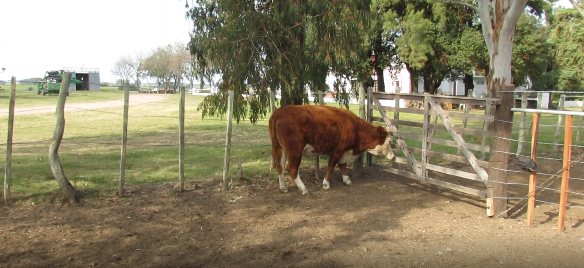 Lote 1 Vaca en Colonia