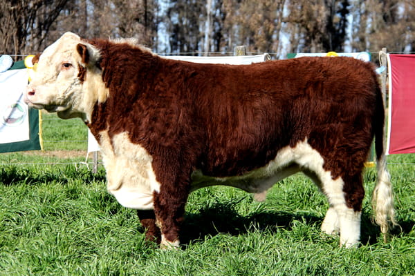 Lote Toro PP