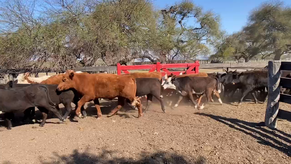 Lote 80 Terneros/as en Sauce, Corrientes