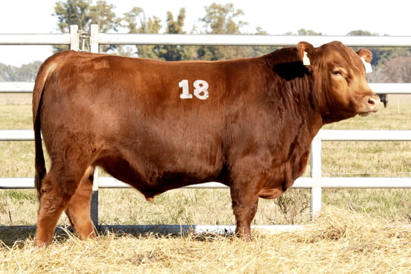 Lote TOROS ANGUS PUROS CONTROLADOS