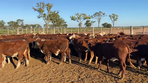 Lote 95 Vaquillonas en Bandera, Santiago del Estero