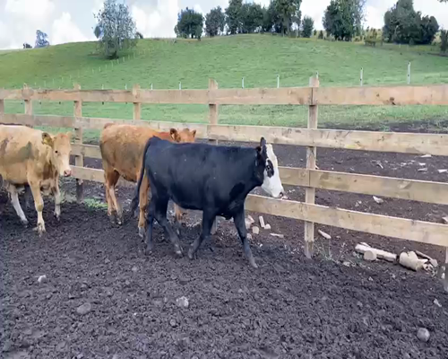 Lote 37 Novillo Engorda en Puyehue, X Región Los Lagos