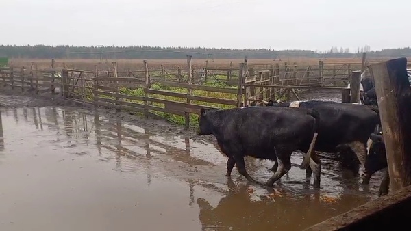 Lote 43 Novillo Gordo en Cabrero, VIII Región Biobío