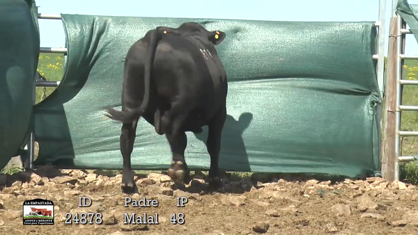 Lote 3 Toros, Artigas