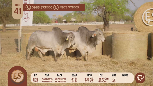 Lote TOROS BRAHMAN 24 MESES