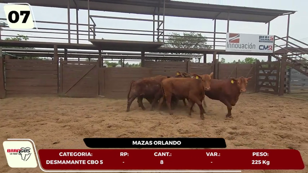 Lote LOTE 7- EN VIVO