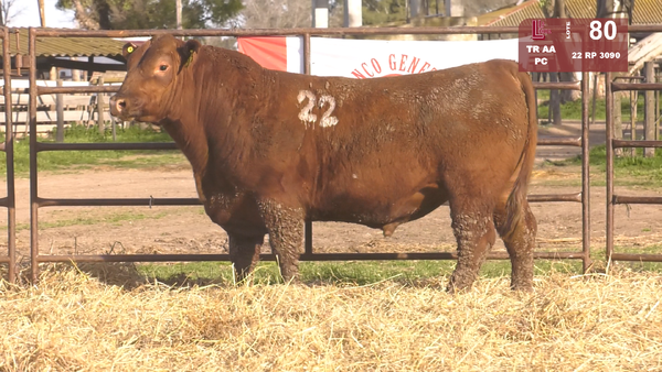 22 3090 — TOROS ANGUS COLORADOS  PC