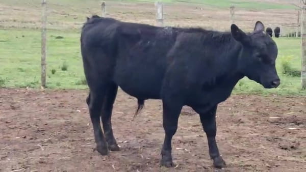 Lote Toros 360kg - , San José