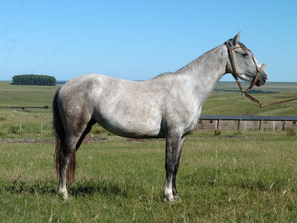 Lote Harpia del Cerro Grande