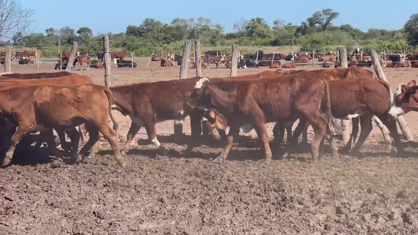 Lote 95 Novillitos en Ibarreta, Formosa