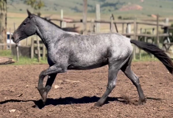 Lote SOLTERO DEL CEIBAL