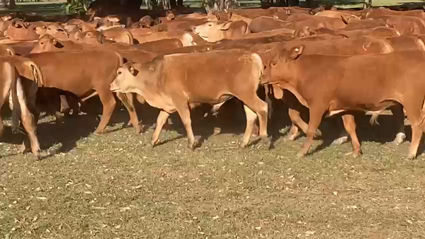 Lote 600 Terneros en Gral. San Martín, Chaco