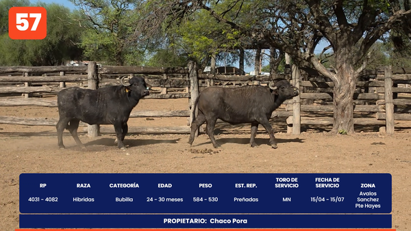 Lote LOTE 57