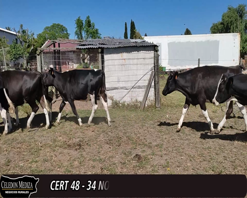 Lote (Vendido)34 Novillos HO 315kg -  en - RUTA 32 Y 69, CANELON CHICO