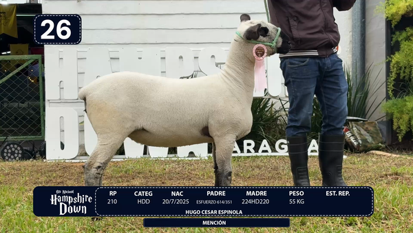 Lote LOTE 26