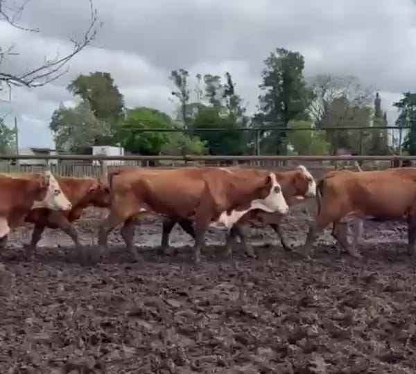 Lote 54 Vacas de invernar en Entre Ríos, San José de Feliciano