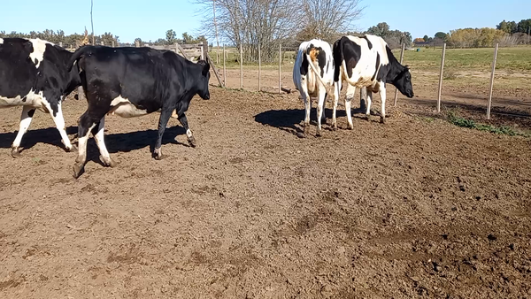 Lote Globalagri Lote 2