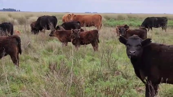 Lote 70 Terneros A TÉRMINO en Carlos Tejedor