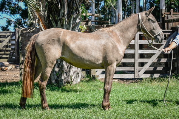 Lote MAGOYA LA CALAVERA