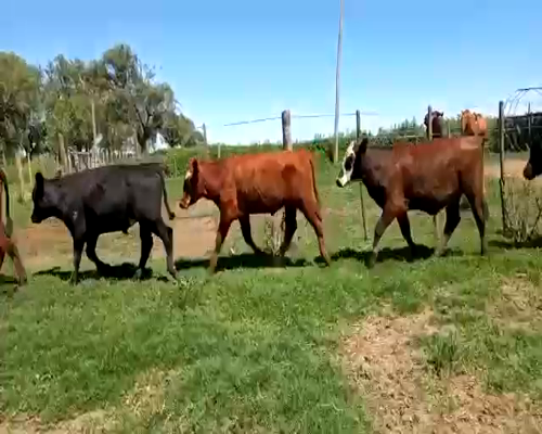 Lote 38 Terneros en Laboulaye, Córdoba