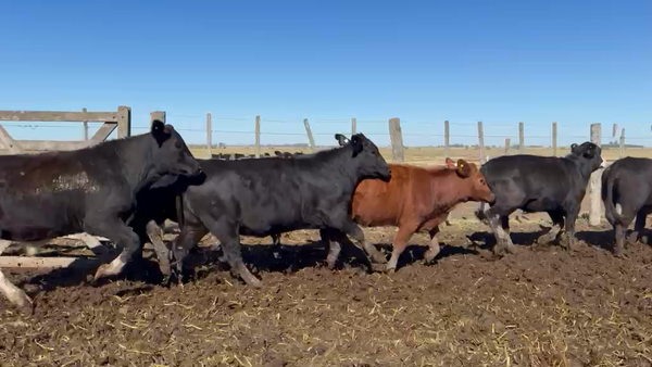 Lote 69 Novillitos y vaquillonas